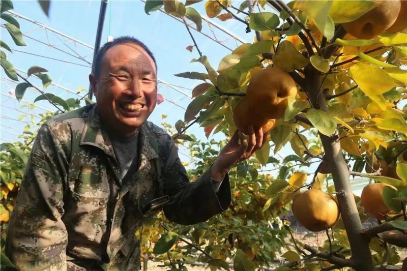 山西洪洞冬梨