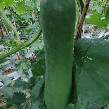 黑皮冬瓜