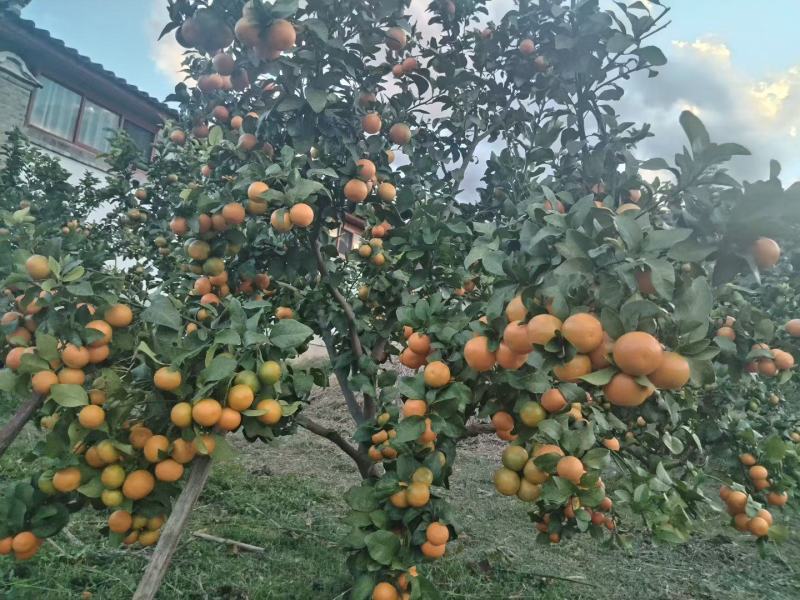 红美人砂糖橘