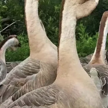 林下大鹅