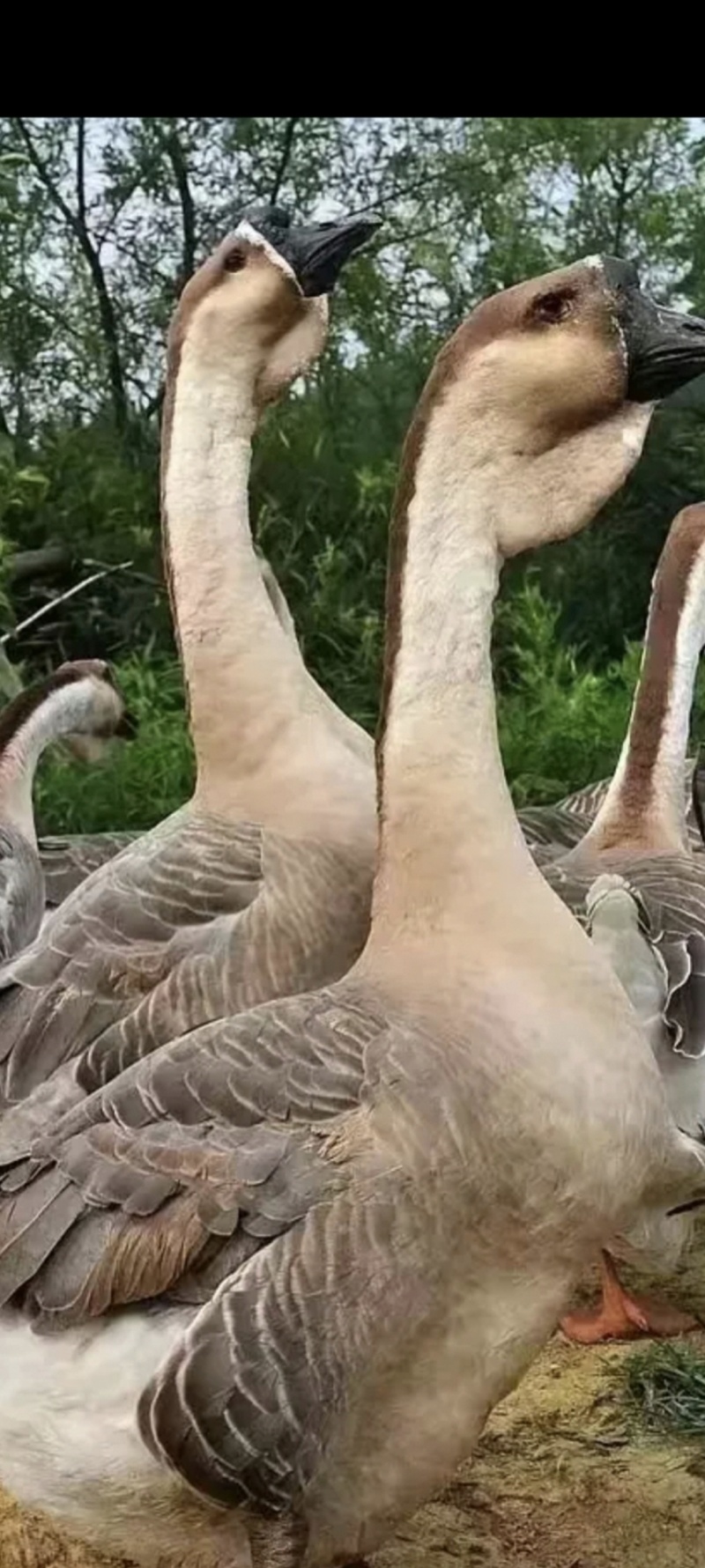 林下大鹅