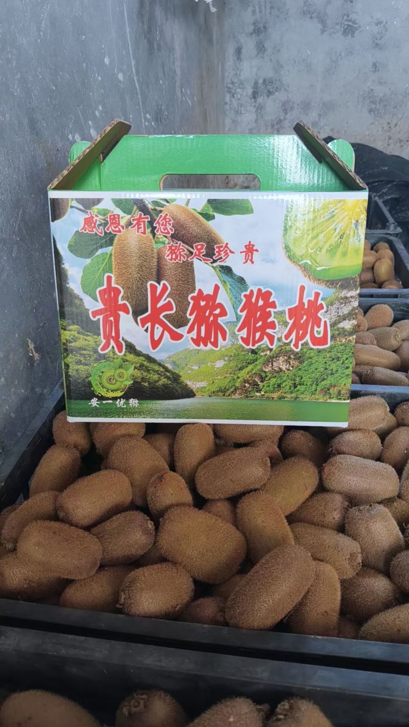 贵长猕猴桃味道浓郁香甜可口。