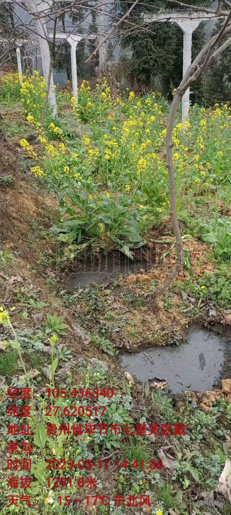 贵长猕猴桃味道浓郁香甜可口。