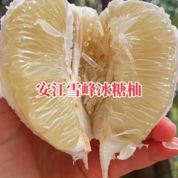高山老树冰糖柚，自产自销，一手货源，找收购商