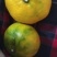 橘子