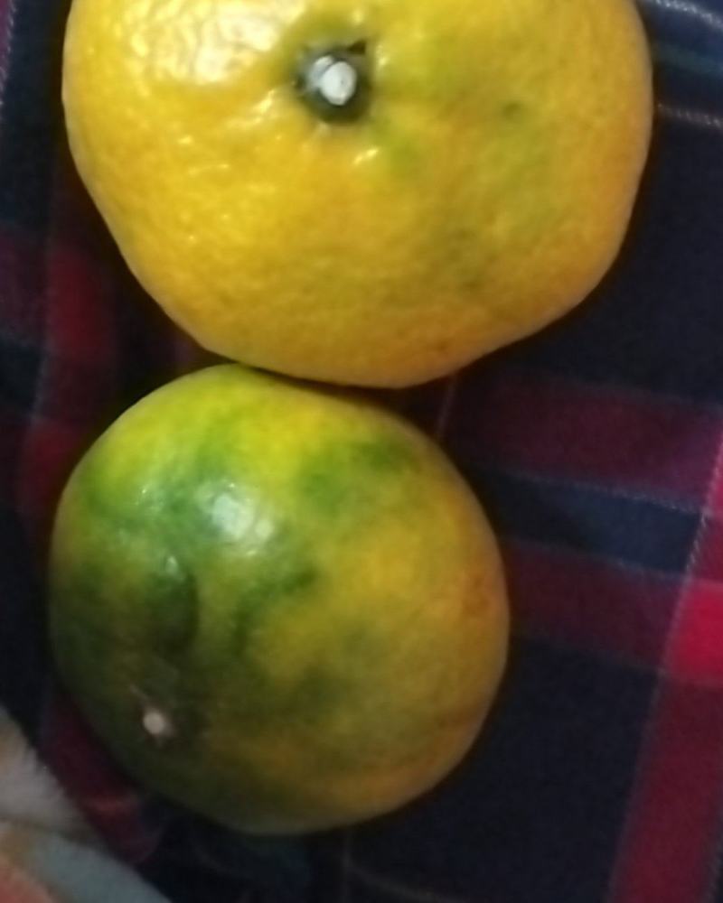 橘子
