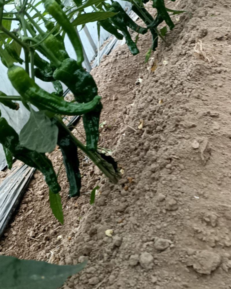 小皱皮辣椒