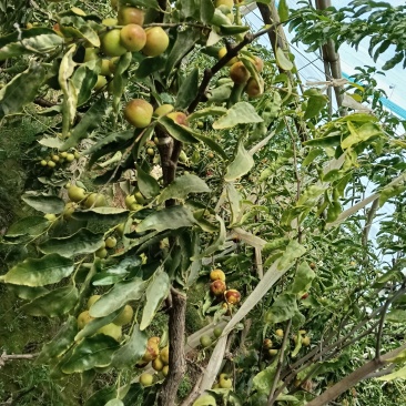大荔冬枣