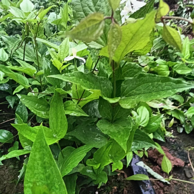 威灵仙苗