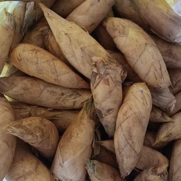 温州冬笋现挖，大量批发价格优惠