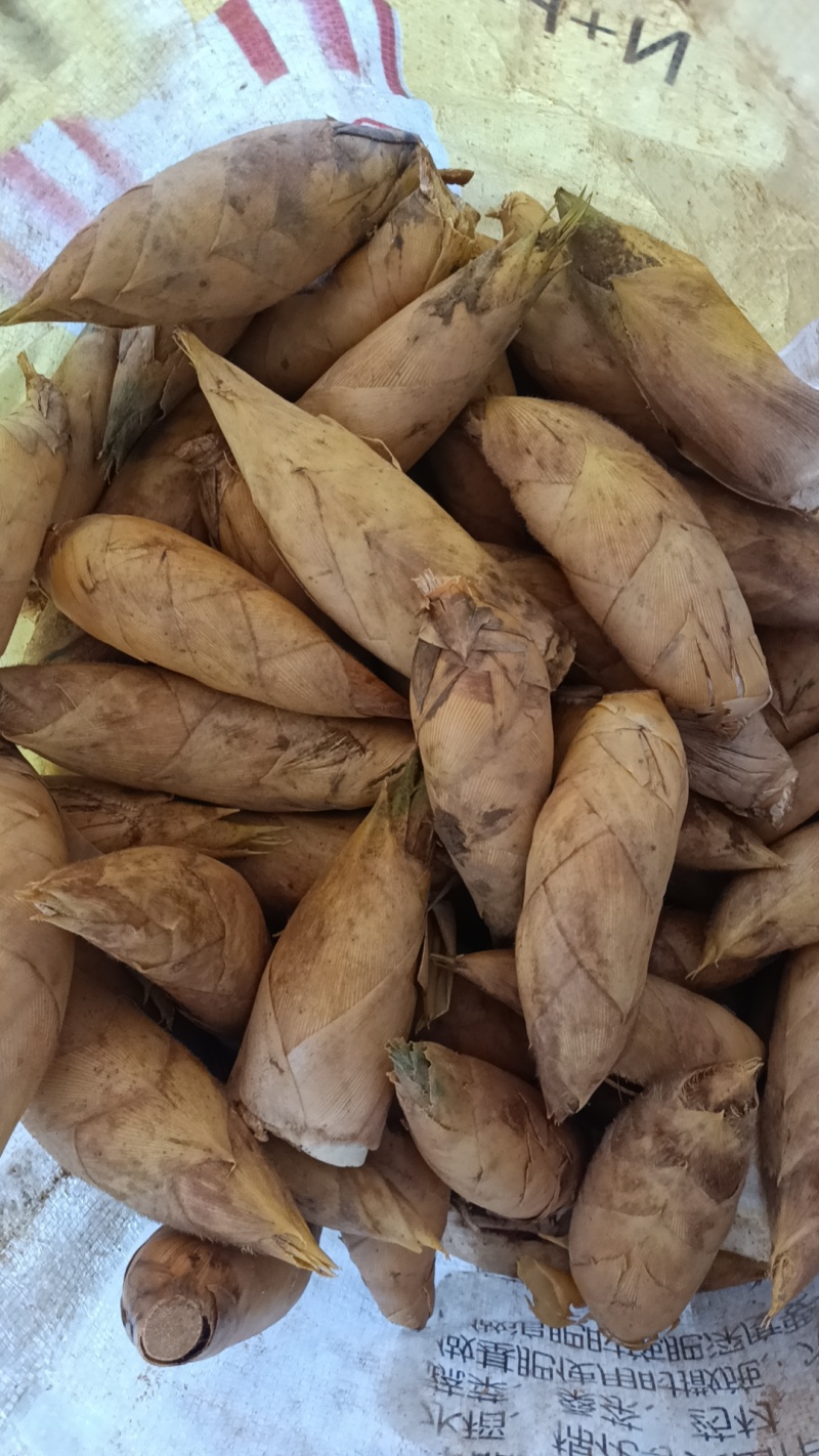 温州冬笋现挖，大量批发价格优惠
