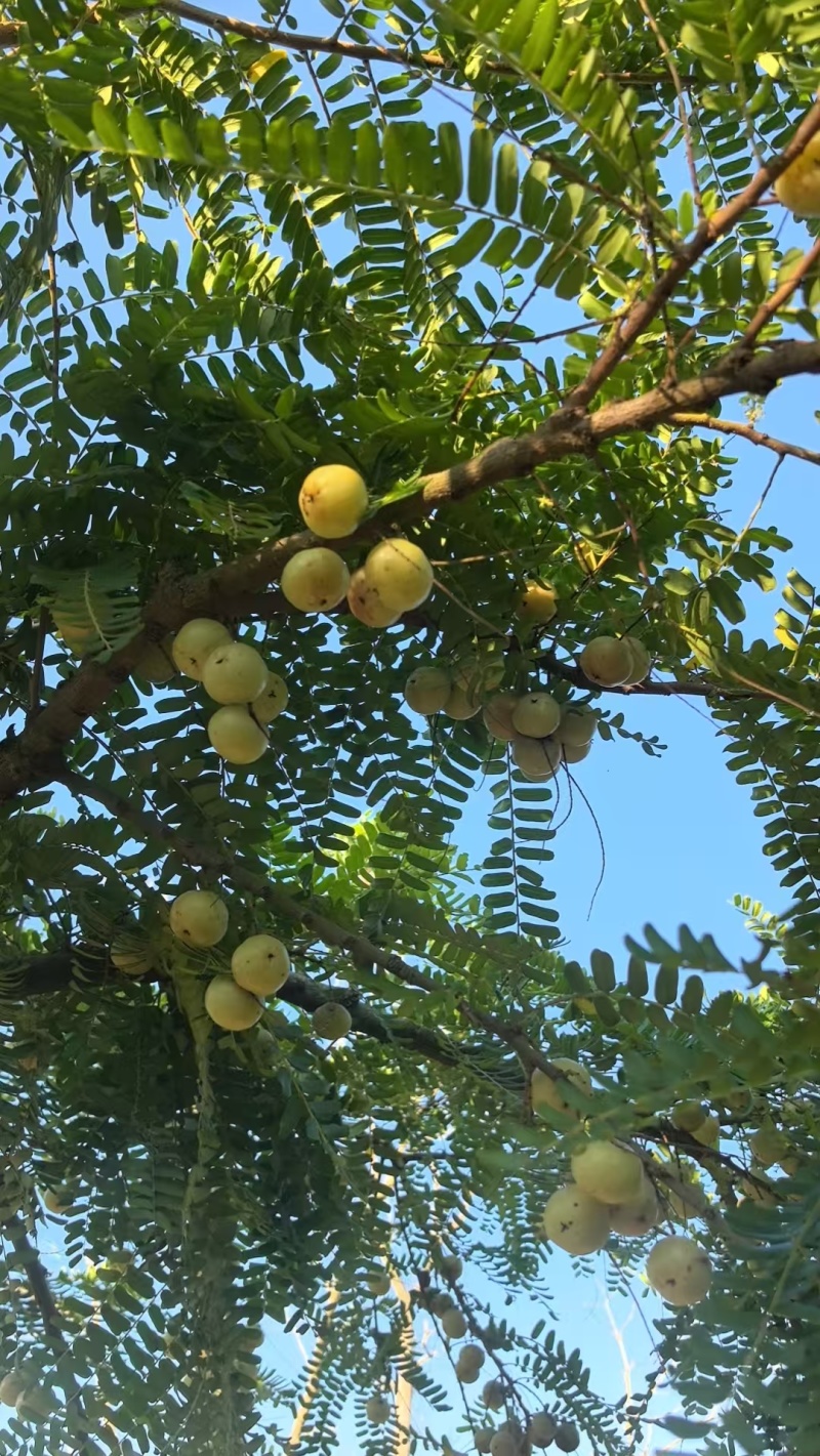 牛甘果