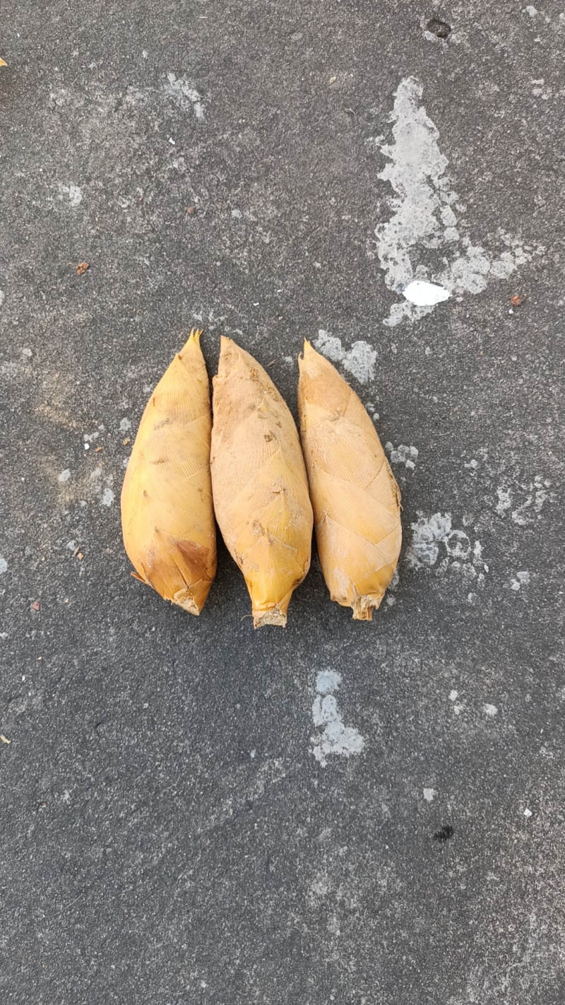 温州冬笋现挖，大量批发价格优惠