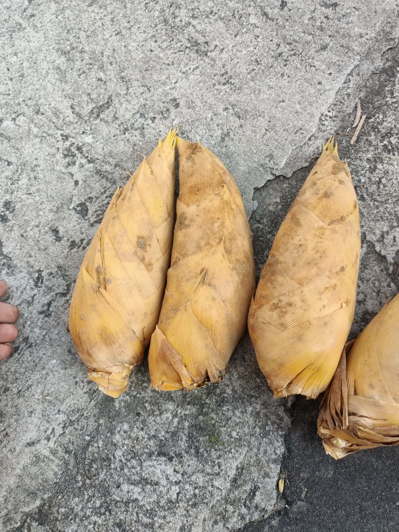 温州冬笋现挖，大量批发价格优惠