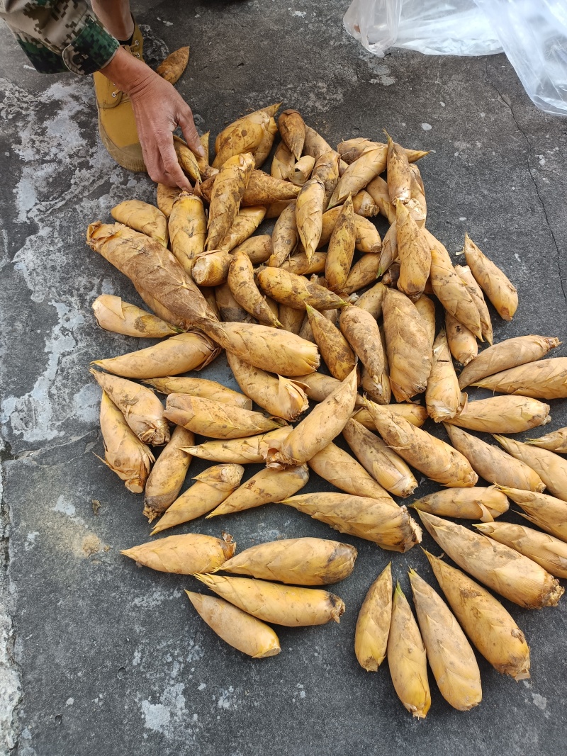 温州冬笋现挖，大量批发价格优惠