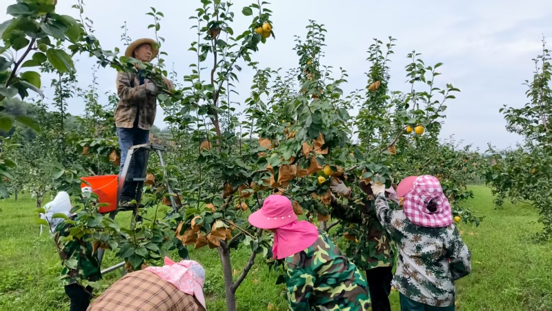 山西高平玉露香梨