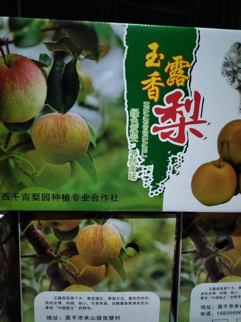 山西高平玉露香梨