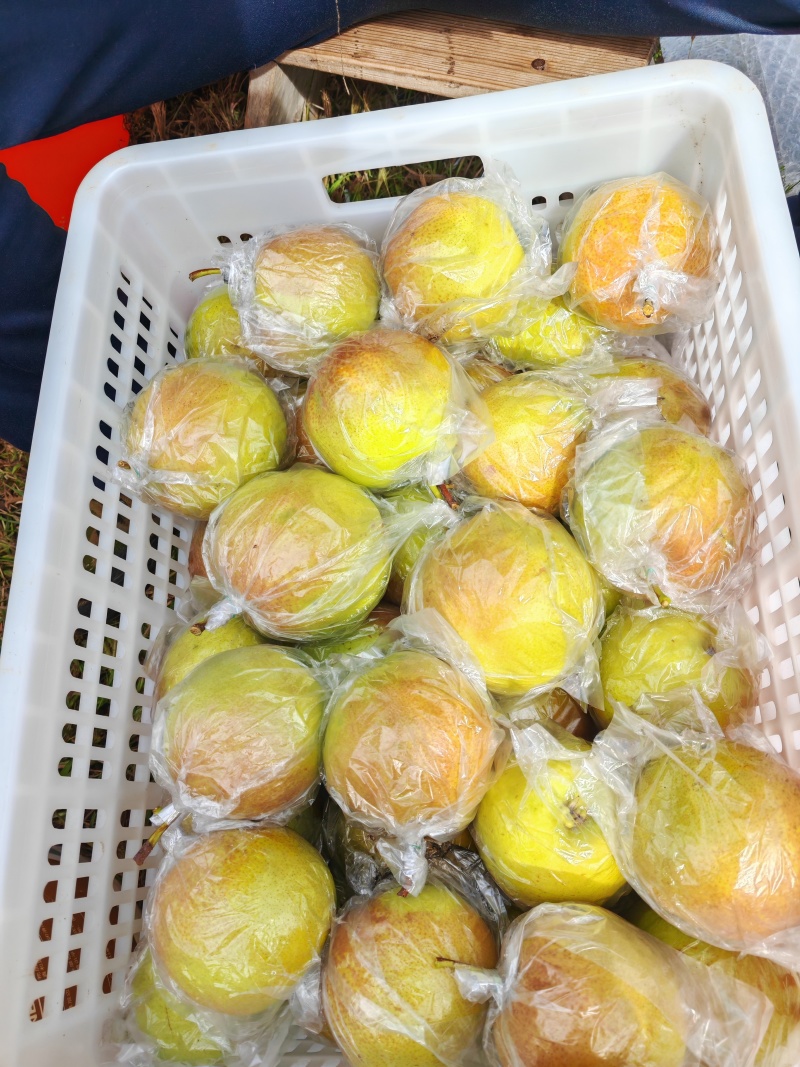 山西高平玉露香梨