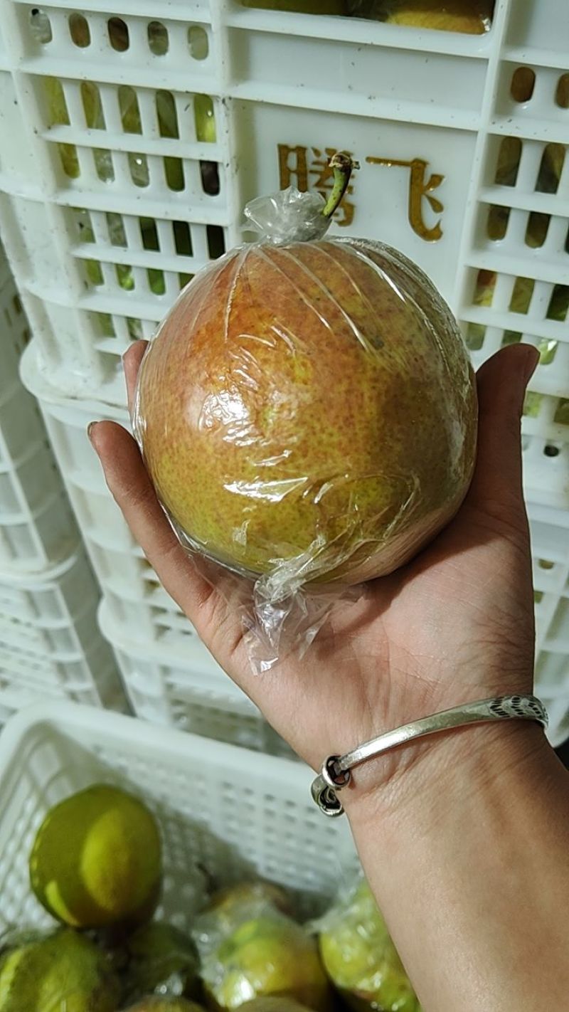 山西高平玉露香梨