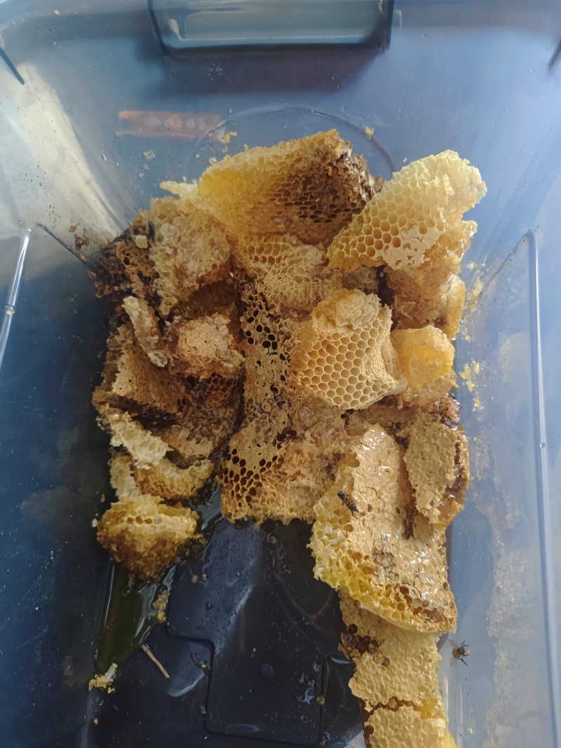 贵州高山百蜜，