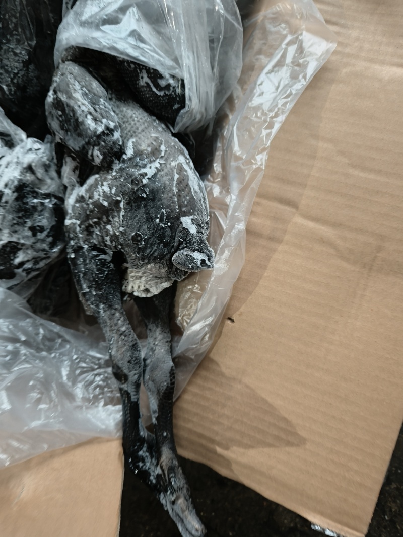 无药残乌鸡8只/9.5kg