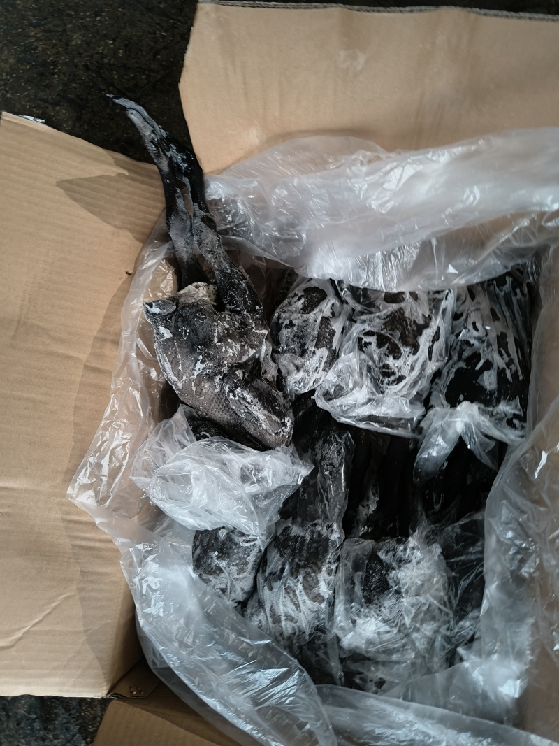 无药残乌鸡8只/9.5kg