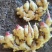 鲜姜