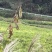 小黄姜子姜老姜