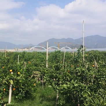涌泉蜜橘