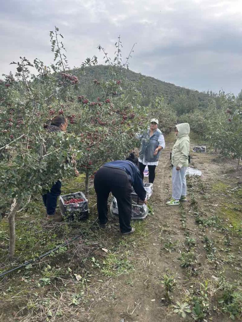 手摘小金星山楂价格低，需要的联系