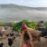 云南跑山鸡