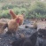 云南跑山鸡