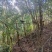 云南跑山鸡