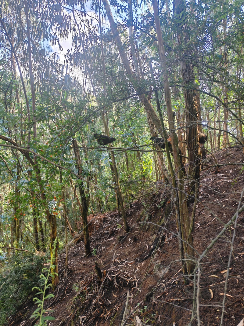 云南跑山鸡