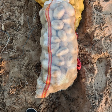 沙地土豆黄皮黄心