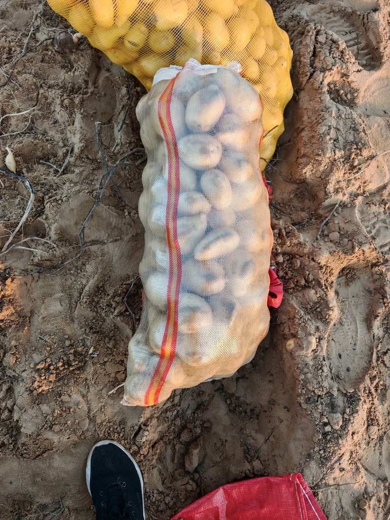 沙地土豆黄皮黄心