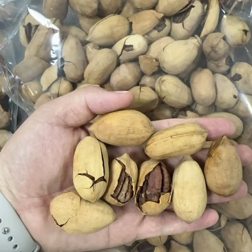 碧根果新货电商代发批量拿货