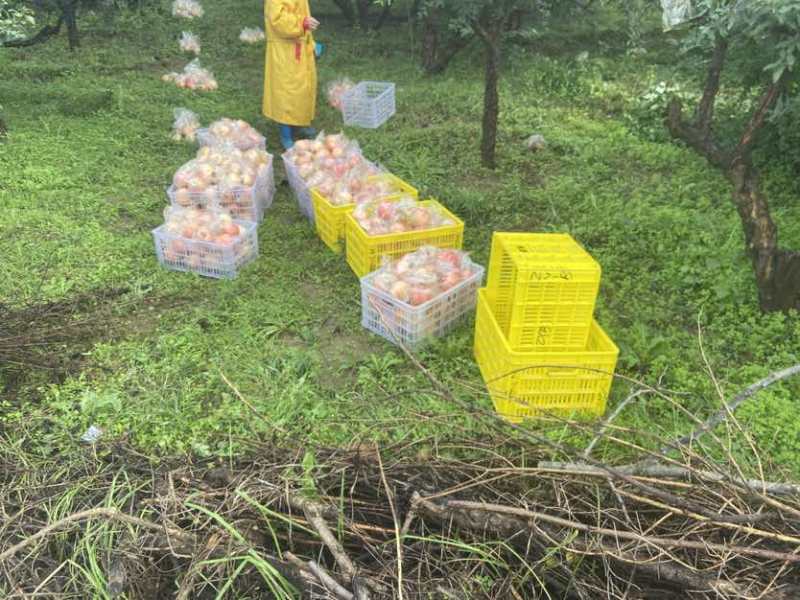 临潼石榴