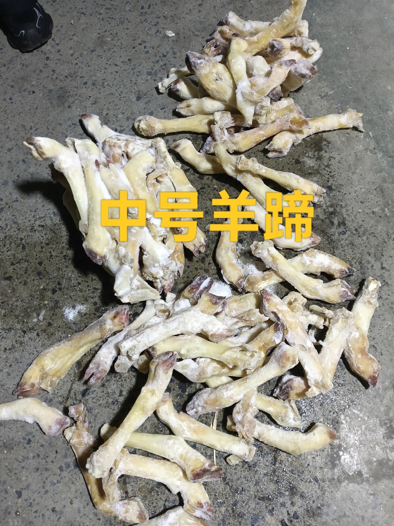 中号羊蹄