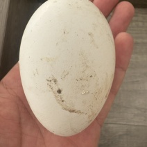 鹅蛋