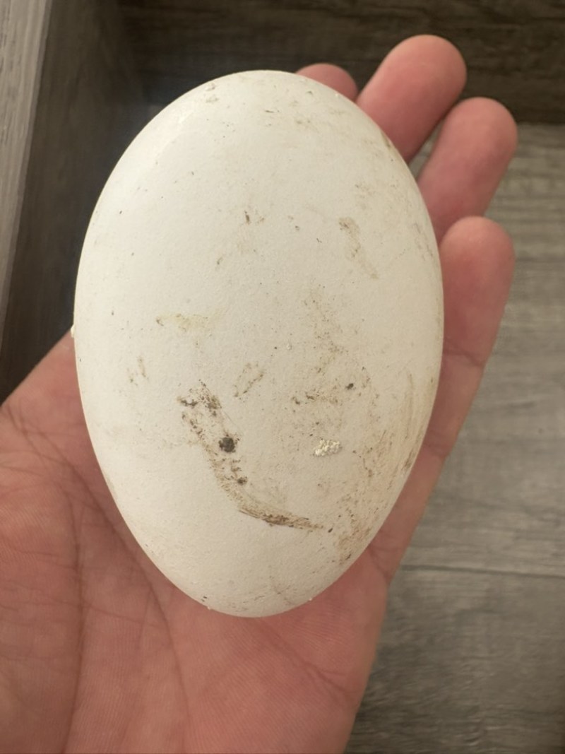 鹅蛋