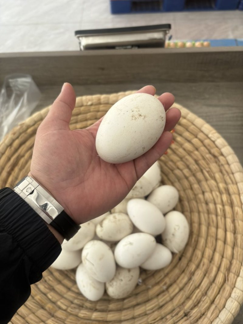 鹅蛋
