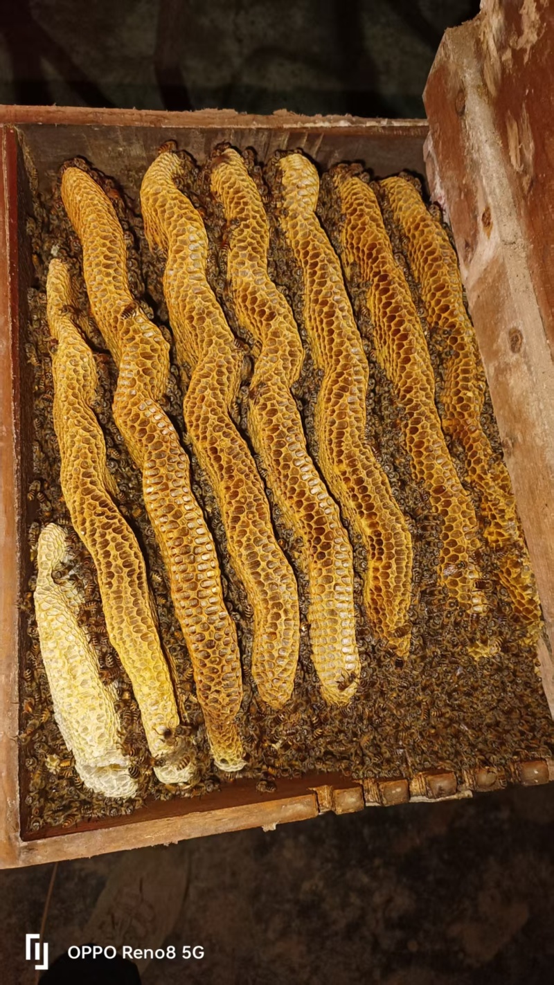 土蜂蜜***