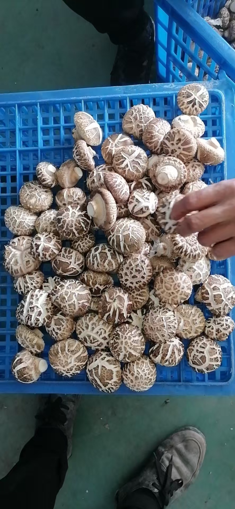 花菇