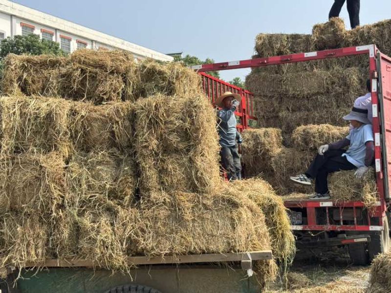 湖北稻草秸秆饲料牛羊马适用整车发货可开票
