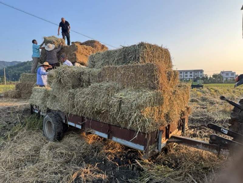 湖北稻草秸秆饲料牛羊马适用整车发货可开票