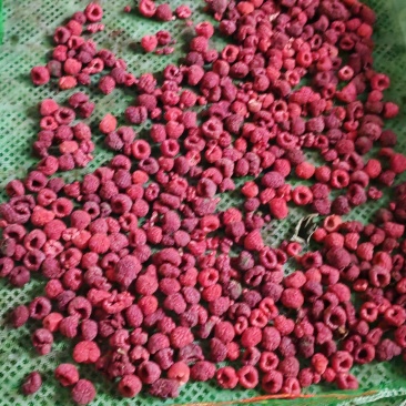 红树莓30吨