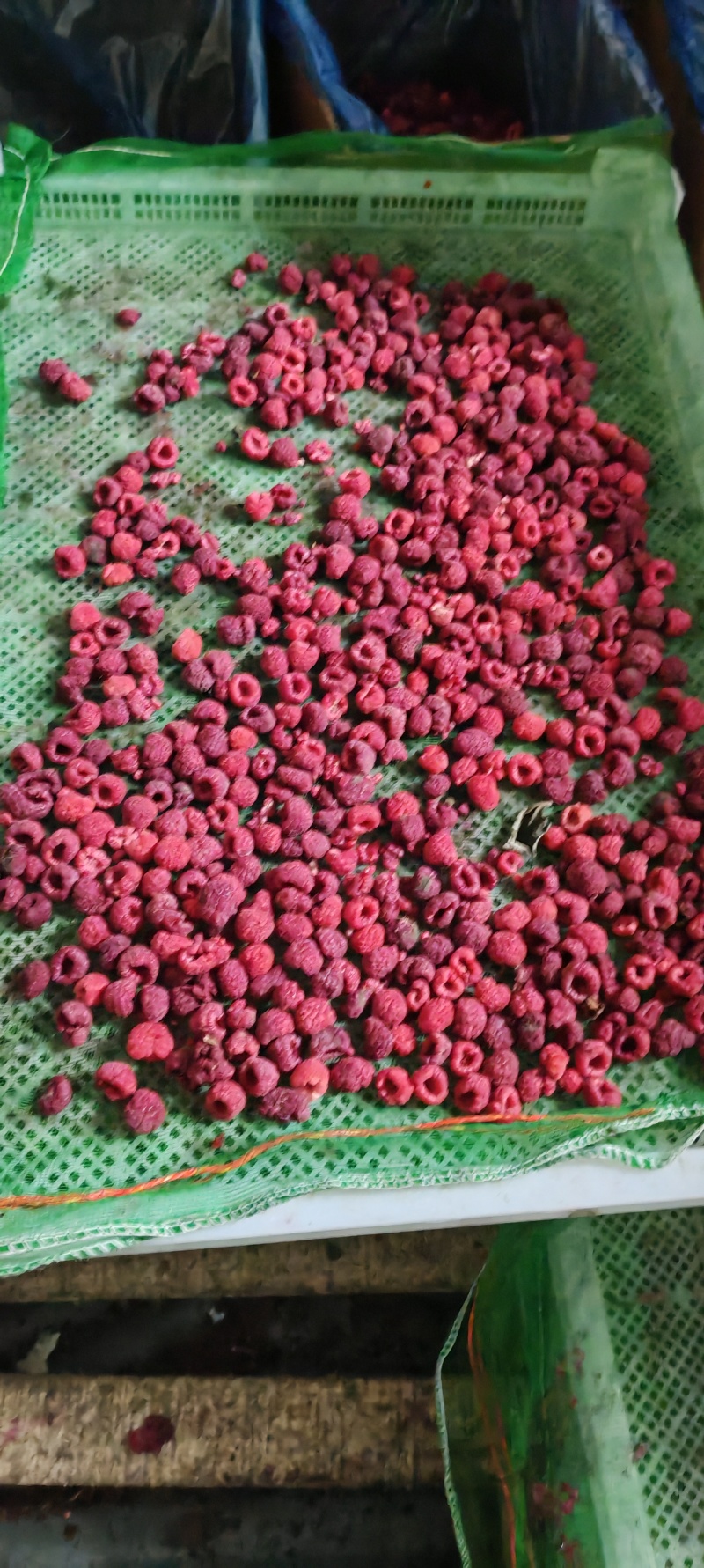 红树莓30吨