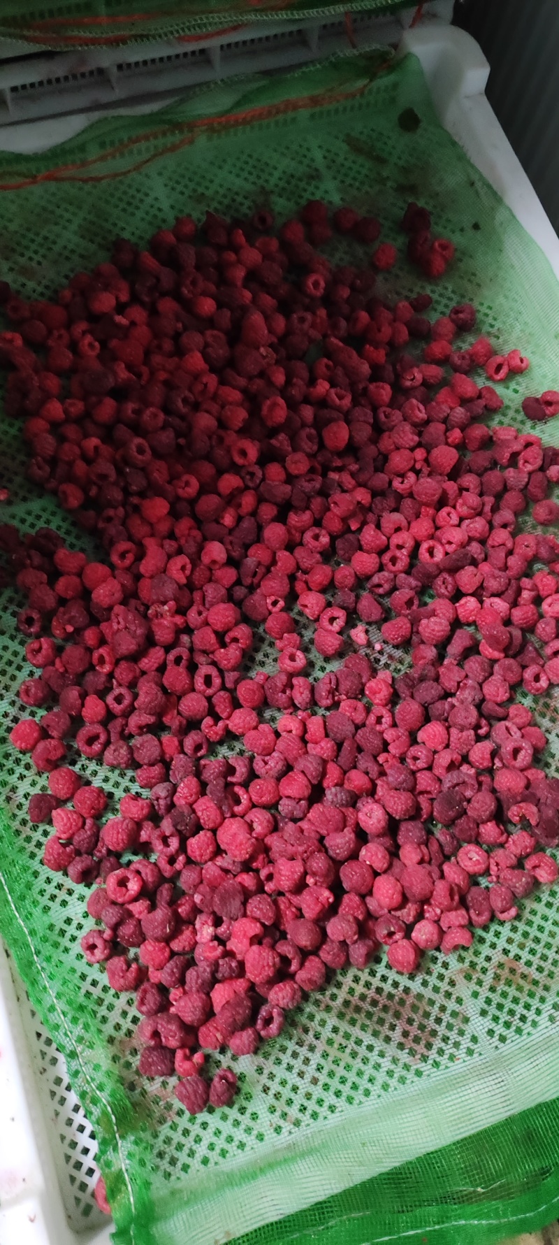 红树莓30吨