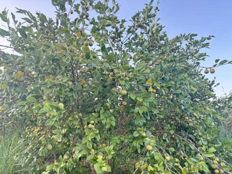 自己种植的1200亩有机油茶基地，今年产5万斤山茶油。